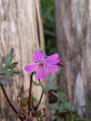 Geranium purpureum