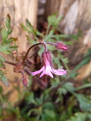 Geranium purpureum