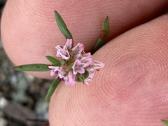 Polygonum spergulariiforme