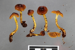 Cortinarius castaneodiscus
