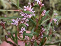 Polygonum spergulariiforme