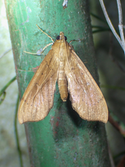 Anarmodia
