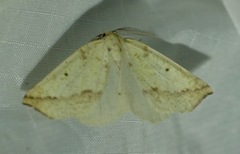 Neoterpes edwardsata