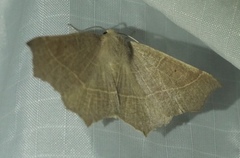 Tetracis cervinaria