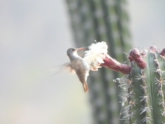 Leucolia violiceps