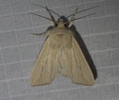 Mythimna oxygala