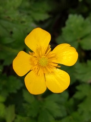 Ranunculus repens
