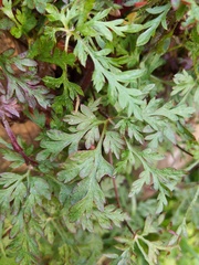 Geranium purpureum
