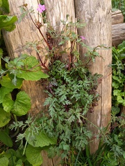 Geranium purpureum