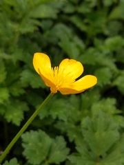 Ranunculus repens