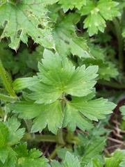 Ranunculus repens