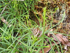 Diphasiastrum thyoides