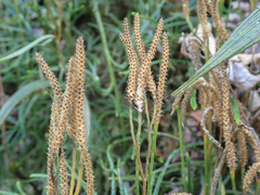 Diphasiastrum thyoides