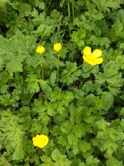 Ranunculus repens