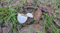 Gorsachius melanolophus