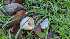 Gorsachius melanolophus