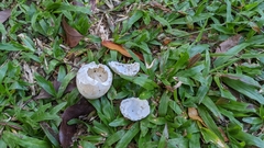 Gorsachius melanolophus