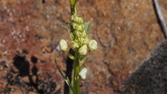 Toxicoscordion venenosum venenosum