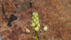 Toxicoscordion venenosum venenosum