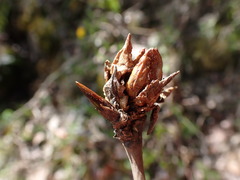Aceria parapopuli