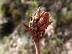 Aceria parapopuli