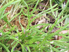 Diphasiastrum thyoides