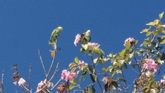 Amazona oratrix tresmariae