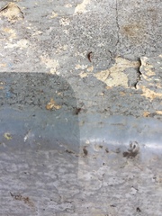 Formicidae