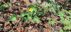 Viola lobata integrifolia