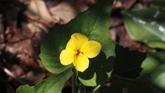 Viola lobata integrifolia