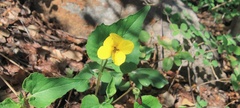 Viola lobata integrifolia