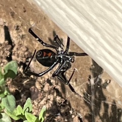 Latrodectus hesperus