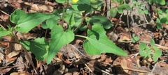 Viola lobata integrifolia