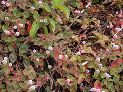 Persicaria capitata