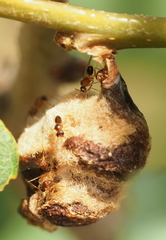 Neuroterus quercicola