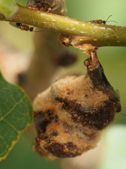 Neuroterus quercicola