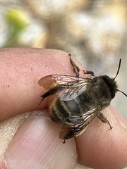 Anthophora villosula