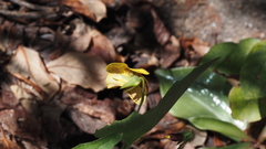 Viola lobata integrifolia
