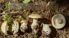 Amanita toxica