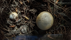 Amanita toxica