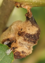 Neuroterus quercicola