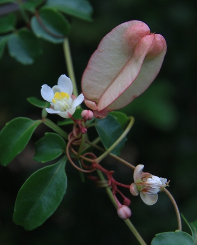 Image of Serjania polyphylla by (c) Brian Oakes Haiti Hunter, some rights reserved (CC BY)