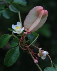 Serjania polyphylla