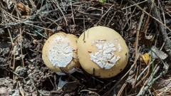 Amanita toxica
