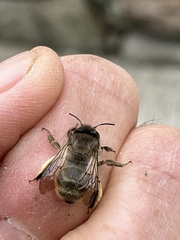 Anthophora villosula