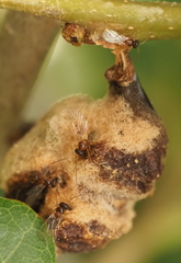 Neuroterus quercicola