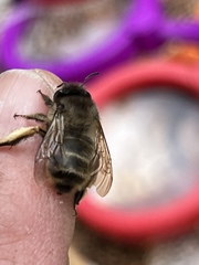 Anthophora villosula