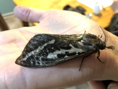 Abantiades atripalpis