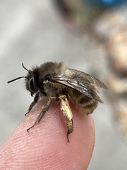 Anthophora villosula