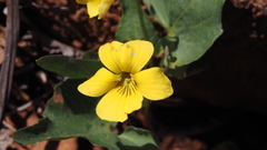 Viola lobata integrifolia